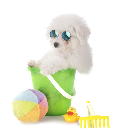 小卷毛比雄犬