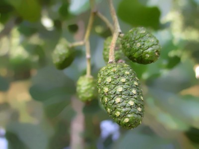 赤杨(alnus glutinosa)