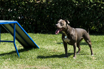 比特犬在公园里玩得很开心。有选择性的重点