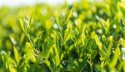 新鲜的茶芽和茶叶。茶园。