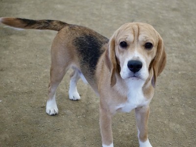 狐狸猎犬狗