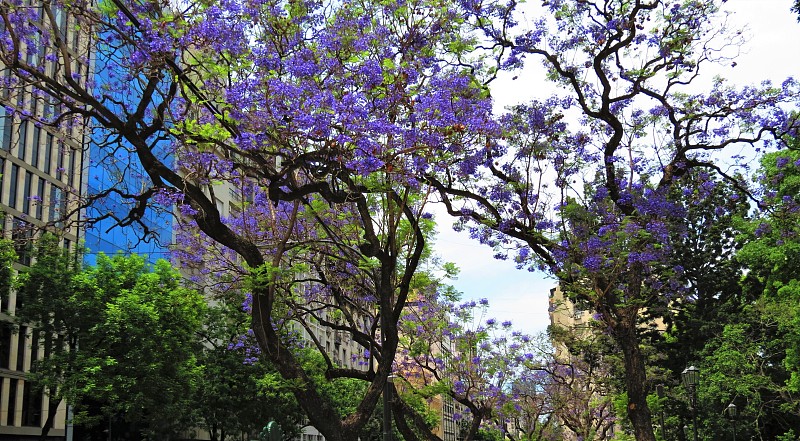 蓝花楹开花树。