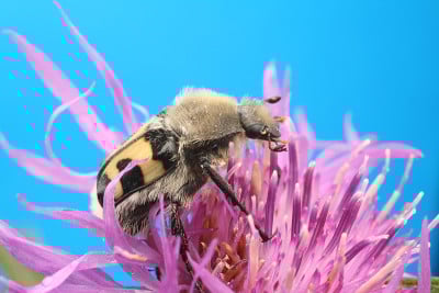 甲虫