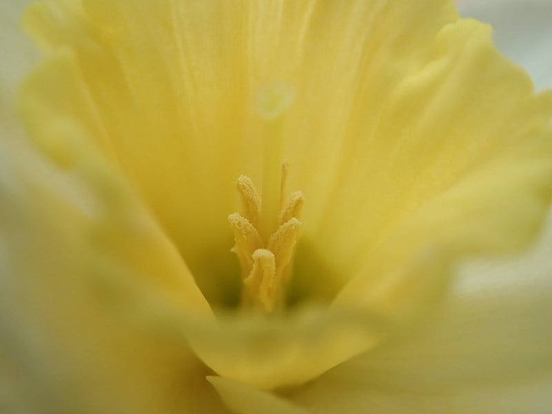 水仙花的特写