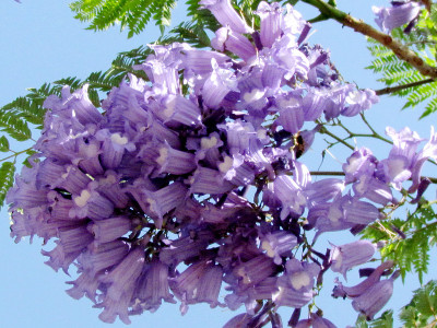 内夫·莫诺松·贾卡兰达 2011