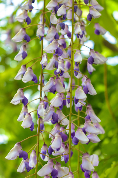 紫藤(日本)悬花近