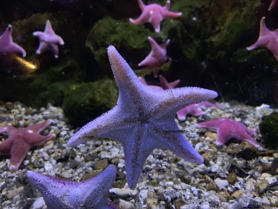 海星在水族馆