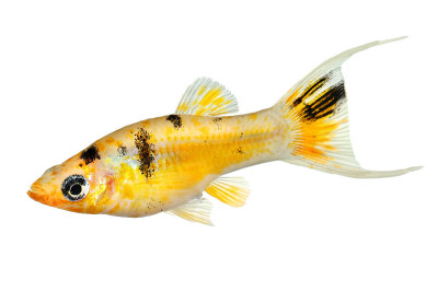 Lyretail molly Poecilia latipinna水族馆鱼
