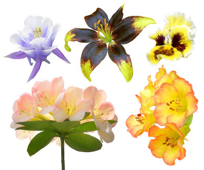 一套彩色孤立花(狮心百合)