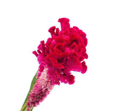 紫苋菜。