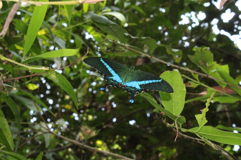 palinurus Papilio palinurus，翡翠燕尾，翡翠孔雀或绿色条纹的孔雀在自然界。