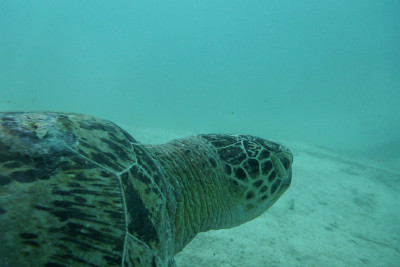 Turtles Sipadan记得