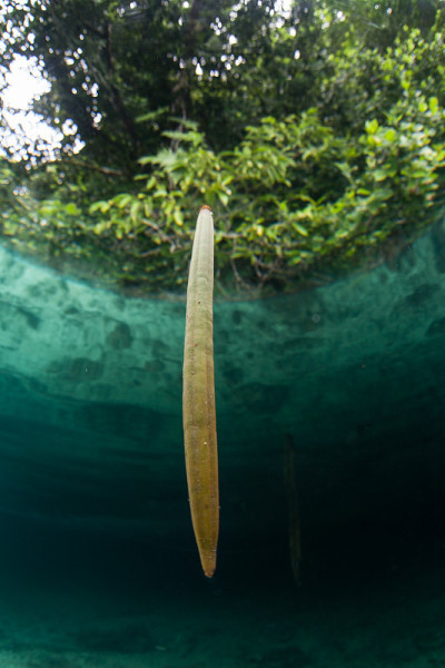 红树林繁殖体漂浮