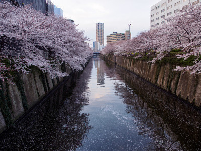 日本东京目黑河边的樱花