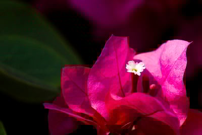 叶子花属花