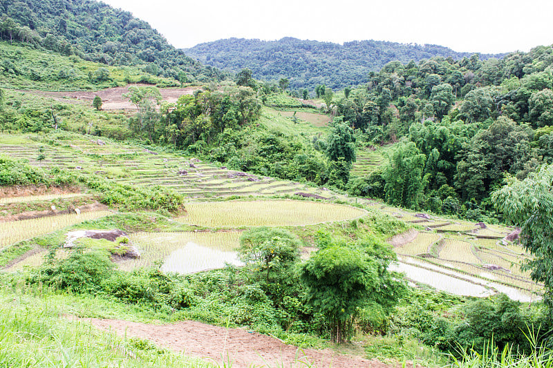 茵他侬的稻田梯田，Ban Mae Klang Luang