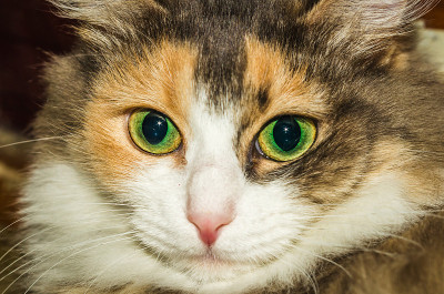 猫的肖像