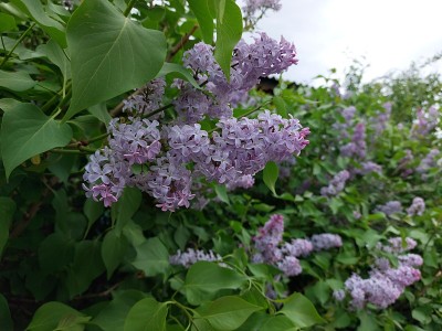 丁香花盛开丁香树开花木本植物