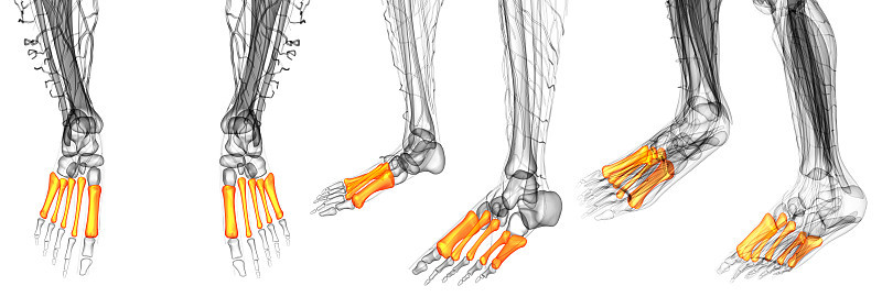 掌骨的3d渲染医学插图