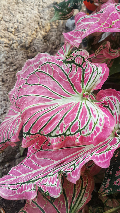 五彩缤纷的菖蒲叶，热带树(叶后)