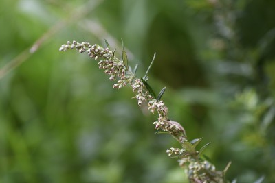 日本艾属植物的花。