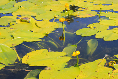 黄水花(Nuphar Lutea)