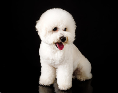 比雄被孤立在黑色背景上。卷毛比雄犬小狗。白狗。修饰后的比雄