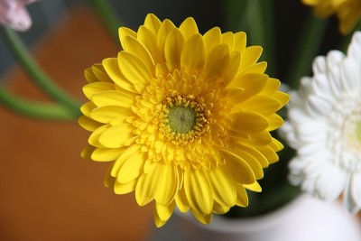 花瓶里放着黄色非洲菊，还有一束波列罗舞曲