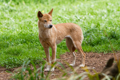 Dingo