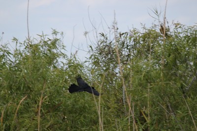 Boat-Tailed Grackle Bird