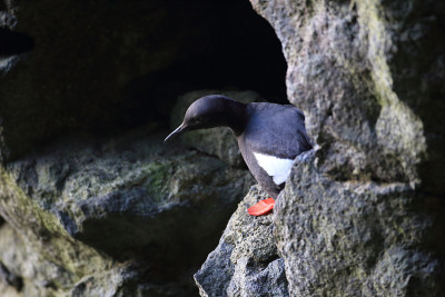 鸽子Guillemot，美国俄勒冈海岸