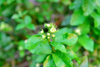 阿拉伯茉莉花(茉莉花sambac)花在树上
