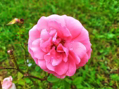 玫瑰花蕾花园玫瑰