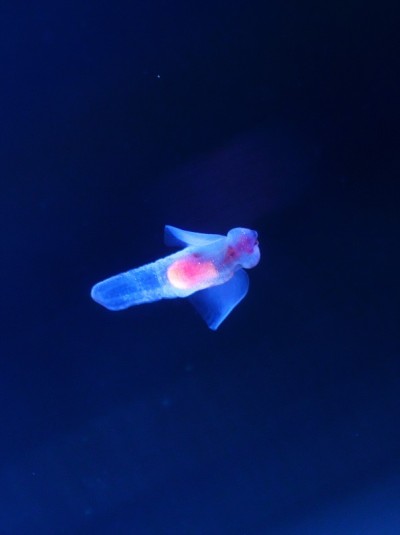 漂冰天使水母科