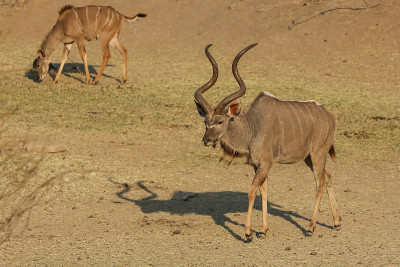 战场上的Kudus