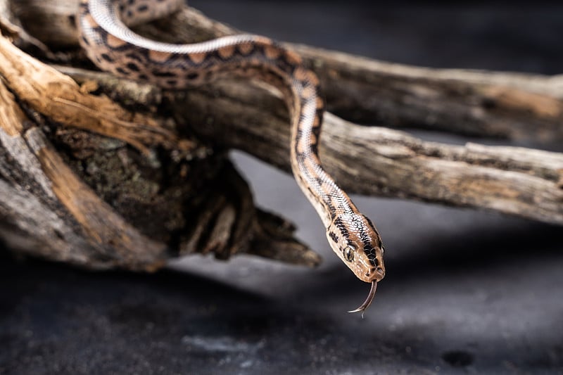 蟒蛇(boa constrictor)，也被称为红尾蟒或常见的蟒蛇在森林中央的树枝上。