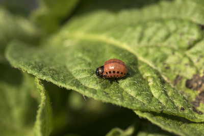 科罗拉多马铃薯甲虫幼虫吃马铃薯叶子，Leptinotarsa decemlinata