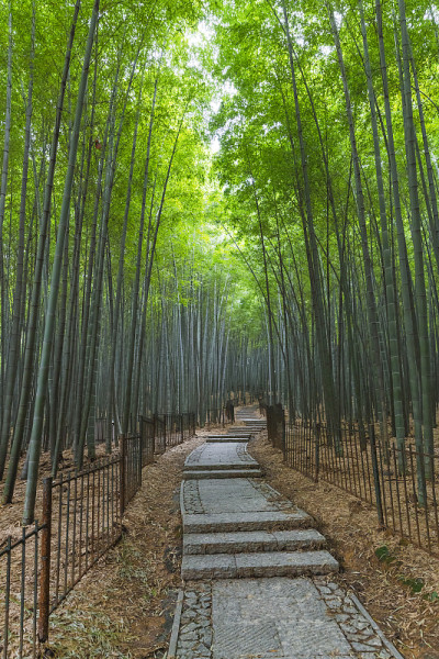 竹林
