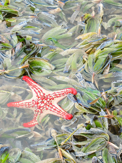 海草中的海星