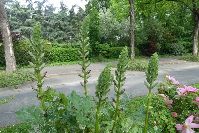 花城街毗邻一个封闭的公共公园Île-de-France