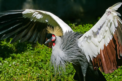 灰冠鹤(Balearica regulorum)
