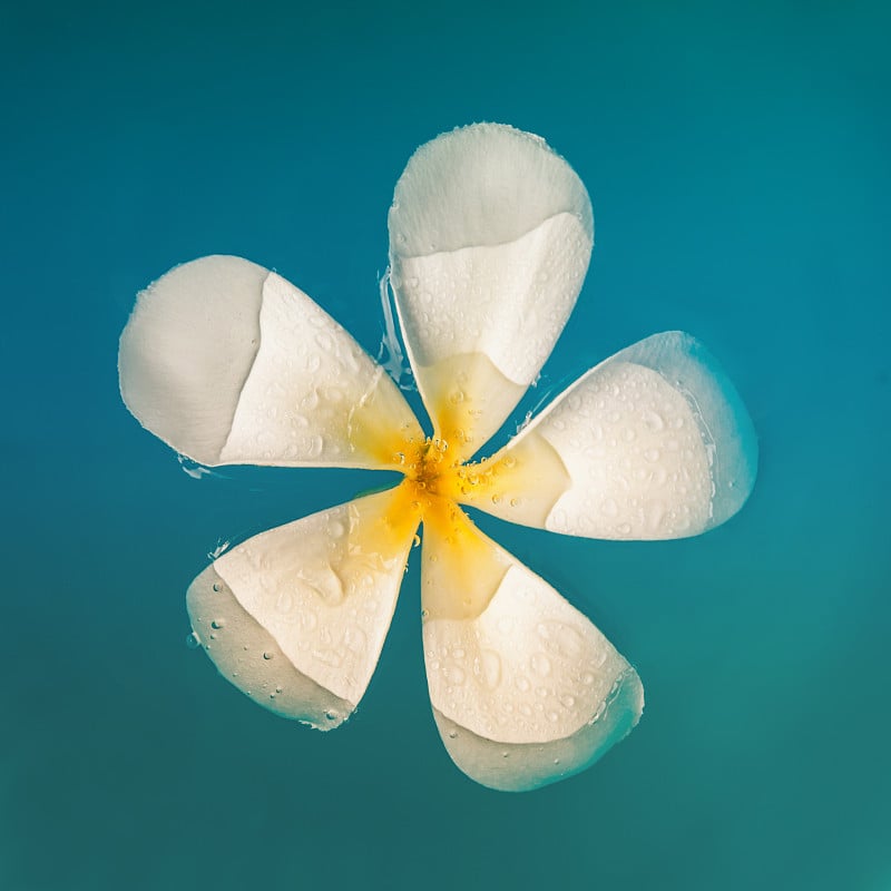 Plumeria