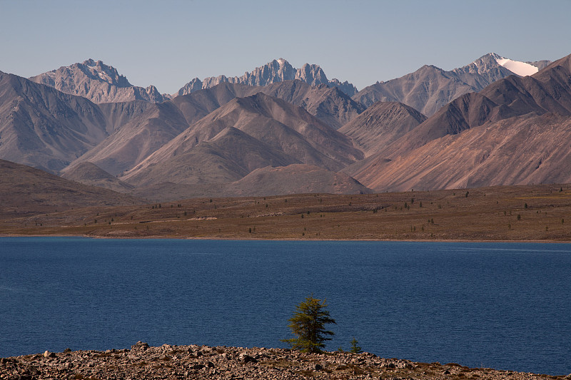 孤独的落叶松在一个山湖的背景。