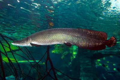 Arapaima (Sudis gigas)，也被称为pirarucu。