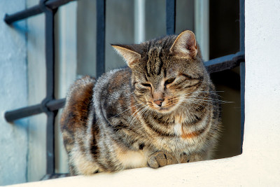 猫坐在窗台上