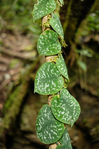 Scindapsus pictus。