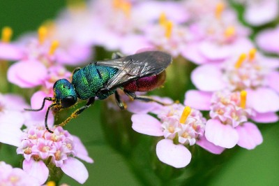 非常美丽的fly-insect