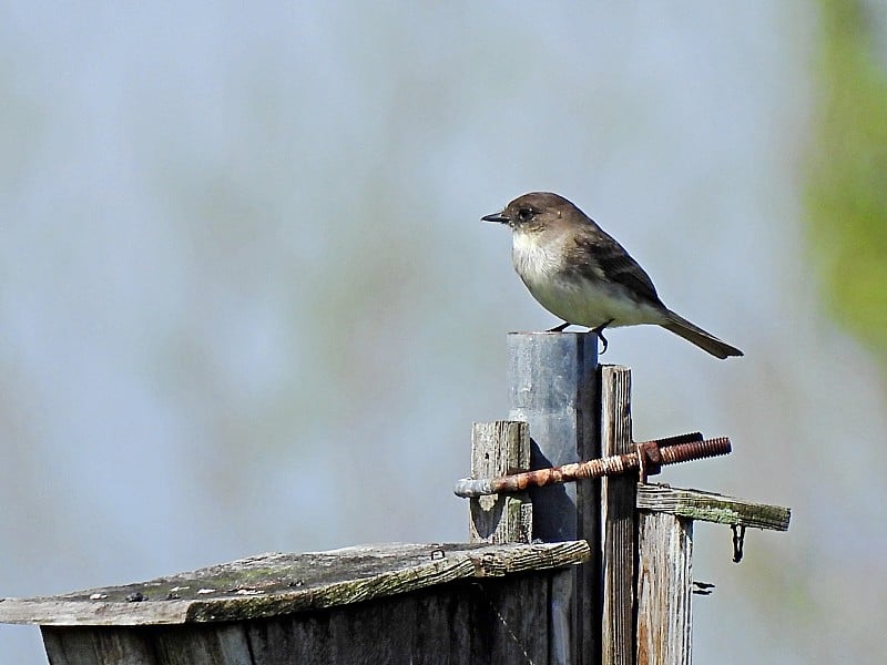 东方菲比(Sayornis Phoebe)栖息在一个鸟窝的顶部