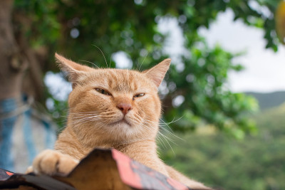 姜斑猫躺在屋顶上。