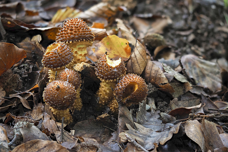 糙毛菌属(Pholiota squarrosa)，俗称毛鳞菌属(shaggy scalalycap)